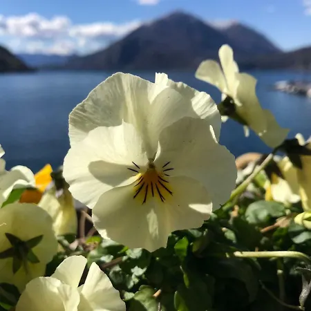 Gli Oleandri 3*